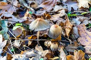 Photography to theme large beautiful poisonous mushroom in forest on leaves background photo