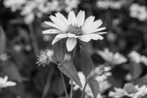 fina flor silvestre creciente aster falso girasol en pradera de fondo foto