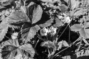 Photography on theme beautiful berry branch strawberry bush with natural leaves photo