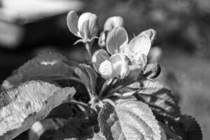 Photography on theme beautiful fruit branch apple tree with natural leaves under clean sky photo