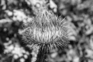 Beautiful growing flower root burdock thistle on background meadow photo