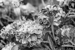 fina flor de caléndula de caléndula de crecimiento silvestre en la pradera de fondo foto