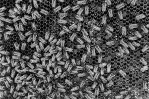 La estructura hexagonal abstracta es un panal de abejas lleno de colmena foto