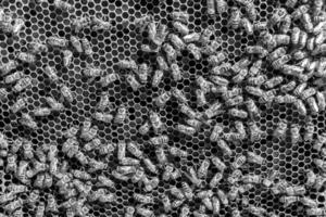 La estructura hexagonal abstracta es un panal de abejas lleno de colmena foto