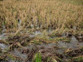 Rice fields after being harvested by farmers, the plants look dry and unkempt photo