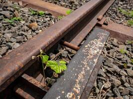 pequeño plantas ese crecer Entre pequeño brechas en ferrocarril pistas foto