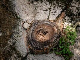 The tree trunk between the concrete was cut down so it no longer grew bigger photo