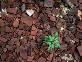 a small tree growing among the rubble of roof tiles photo