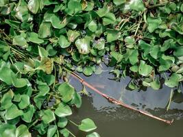 pequeño bambú palos en agua ese tiene estado contaminado por agua jacinto foto