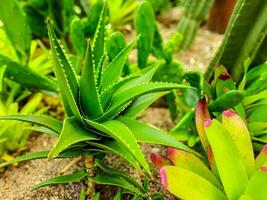 Focus tropical plant aloe vera flower in public park photo