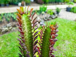 Focus on cactus plants as garden decoration photo