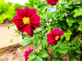 The beauty of the red Dahlia flower which blooms and is used as a garden decoration plant photo