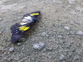 Natural view of beautiful black butterfly on concrete ground in with copy space using background insects, ecology, fresh cover page concept. photo