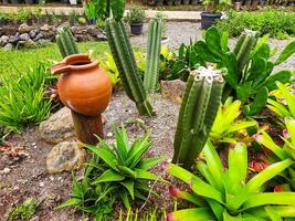 varios cactus y áloe vera plantas alrededor el parque para educación acerca de plantas foto