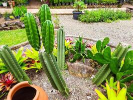 varios cactus y áloe vera plantas alrededor el parque para educación acerca de plantas foto