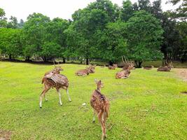 the activities of deer and their herds in a deer conservation area in a yard full of grass photo