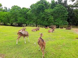 the activities of deer and their herds in a deer conservation area in a yard full of grass photo