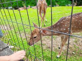 A small deer stands near a fence while being fed by visitors at an animal conservation area photo