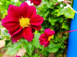 The beauty of the red Dahlia flower which blooms and is used as a garden decoration plant photo
