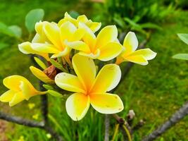 Yellow frangipani flowers or known as Plumeria grow in gardens as ornamental plants photo