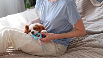 The puppy chews a toy in the hands of its owner. Change of teeth in puppies. video