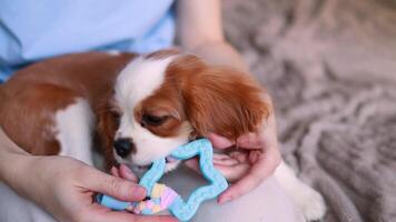 Nahansicht von ein Kavalier König Charles Spaniel Hündchen Kauen auf ein Spielzeug auf seine Eigentümer Schoß. video