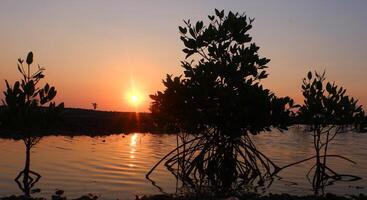 sunset in the mangrove forest at the beach, beautiful photo digital picture