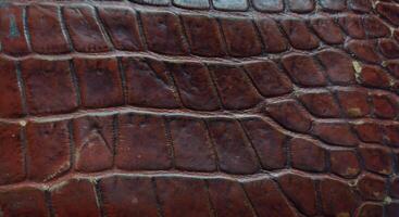 Crocodile skin texture background. Crocodile leather texture. photo