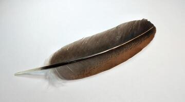 pluma de un pájaro en un blanco antecedentes de cerca. foto