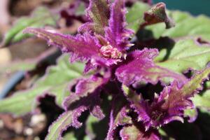 Beautiful Multiple Colored Flowers Growing In A Garden photo