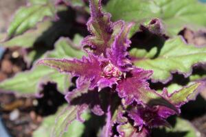 Beautiful Multiple Colored Flowers Growing In A Garden photo