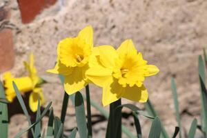 amarillo narcisos en un flor cama demostración lleno floración foto