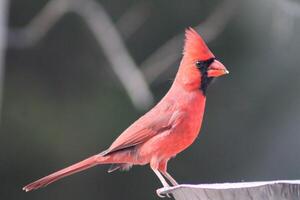 brillante rojo masculino cardenal fuera en naturaleza foto