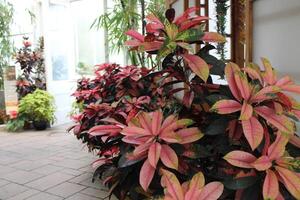 Beautiful Multiple Colored Flowers Growing In A Garden photo