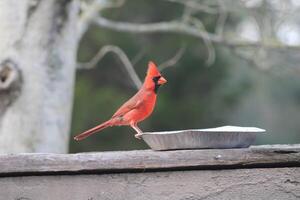 brillante rojo masculino cardenal fuera en naturaleza foto