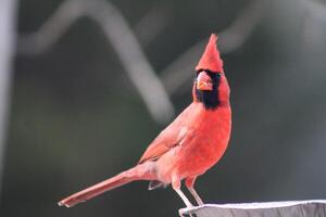 Bright Red Male Cardinal Out In Nature photo