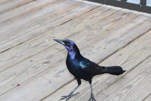 Common Grackle Hanging Out On The Sponge Docks In Tarpon Springs Florida. photo