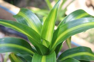 Lush Green Tropical Plants Growing In A Garden photo