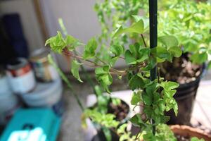 Lush Green Tropical Plants Growing In A Garden photo