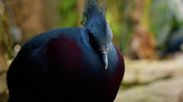 azul loro con cresta cerca un árbol en el naturaleza video