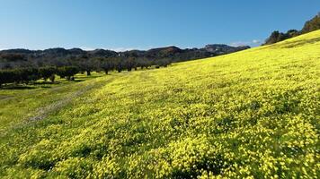 Agriculture Yellow Sorrel Field In Sicily Island video