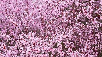 schön Frühling Hintergrund mit Rosa Blumen von Kirsche Baum im Frühling Zeit im Prag Park. hoch Qualität 4k Aufnahmen video