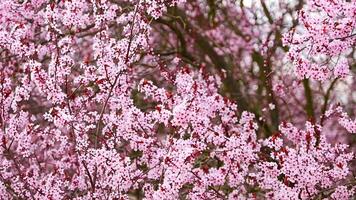 hermosa primavera antecedentes con rosado flores de Cereza árbol en primavera hora en Praga parque. alto calidad 4k imágenes video