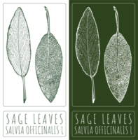 Drawing SAGE LEAVES. Hand drawn illustration. The Latin name is SALVIA OFFICINALIS L png