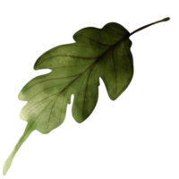 types of leaf png