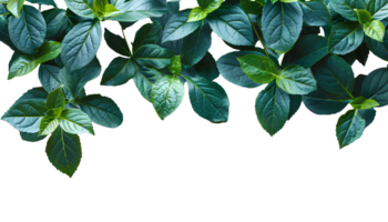 AI generated Green leaves PNG. Green leaf border PNG. Green lush leaves top view isolated. Green leaf copy space as concept for nature preservation and ecology importance png