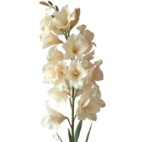 AI generated White orchid flower PNG. White flower top view. Fully bloomed white orchid flower flat lay PNG