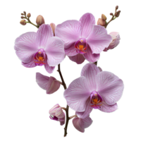 ai generado rosado orquídea flor png. orquídea flor parte superior vista. completamente floreció rosado orquídea flor plano laico png