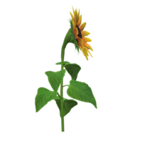 sunflower realistic funny style 3D Rendering png