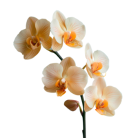 AI generated White orchid flower PNG. White flower top view. Fully bloomed white orchid flower flat lay PNG